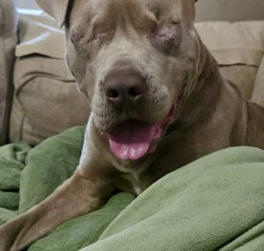 Photo of Ludo