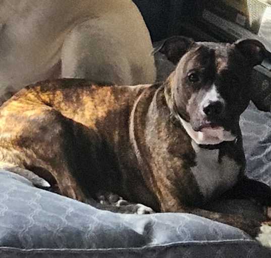 Photo of Brandy