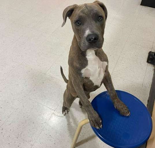 Photo of Roscoe