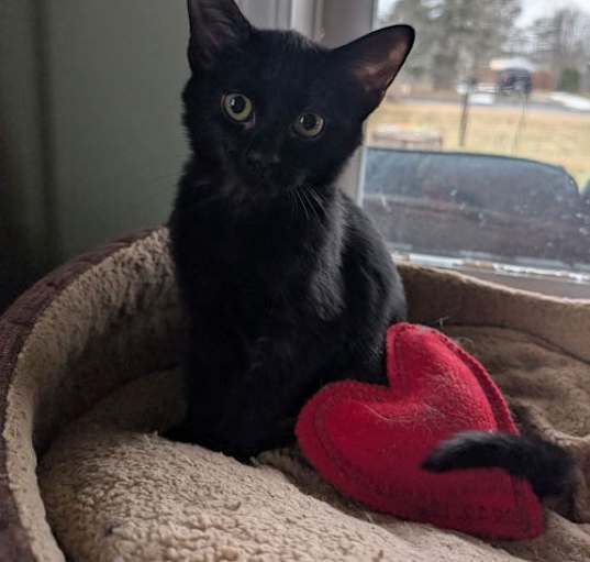 Photo of Pepper-ADOPTED