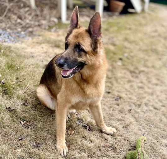 Photo of Maverick