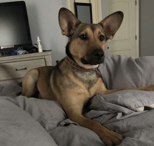 Photo of Dexter
