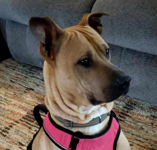 Photo of Buddy