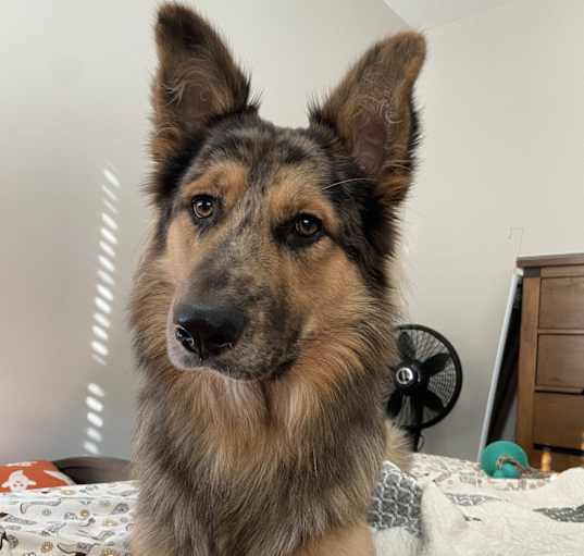 Photo of oakley