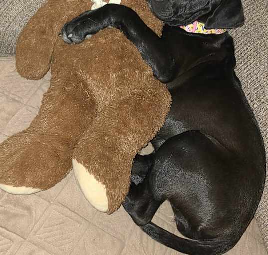 Photo of Piper