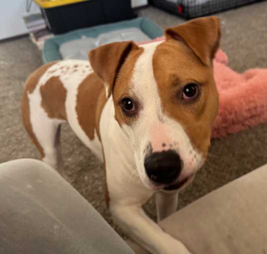 Photo of Pumpkin