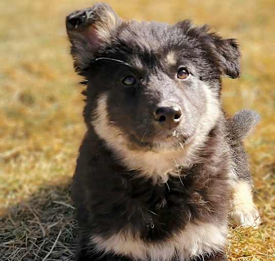 Photo of Oreo