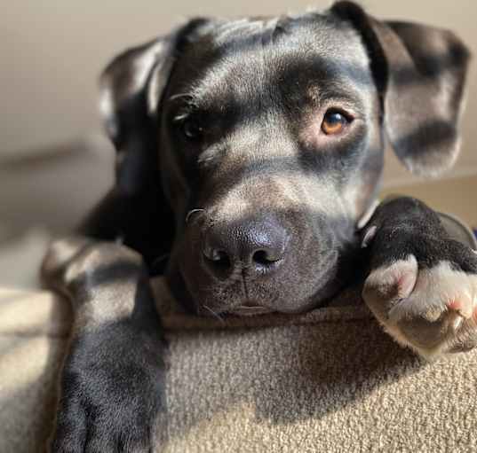 Photo of Cooper