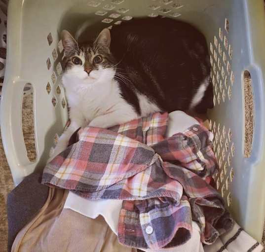 Photo of Tansey