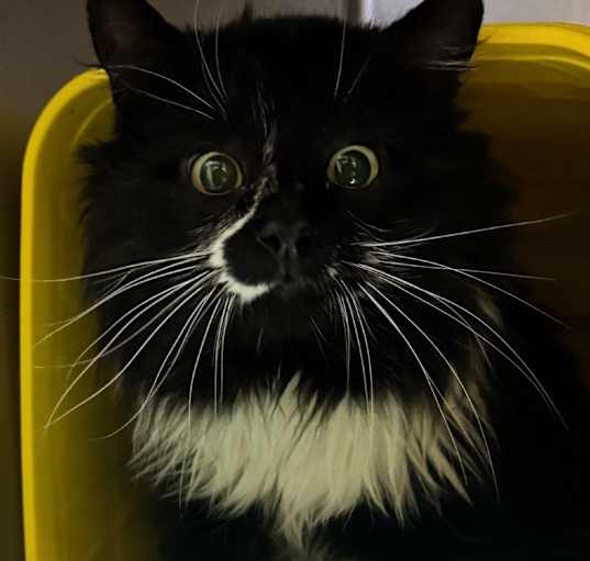 Photo of Lucifer