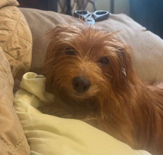 Photo of Ginger