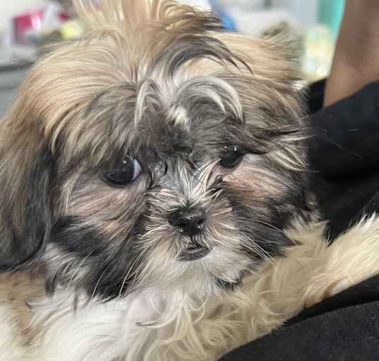 Photo of ADOPTION PENDING Mica