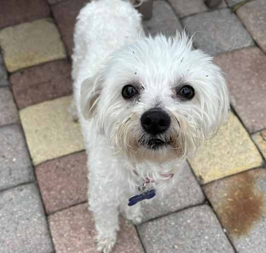 Photo of Cookie