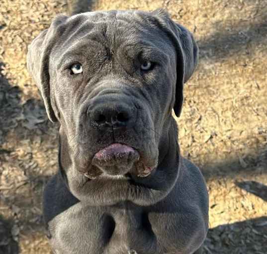 Photo of MOOSE