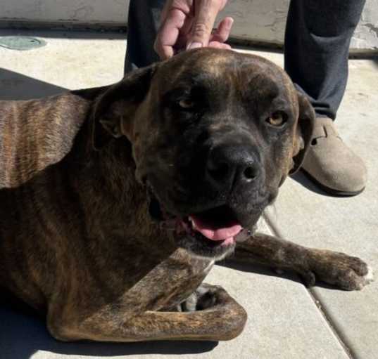 Photo of Lola (Courtesy Post)