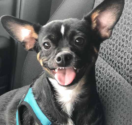Photo of Rocket