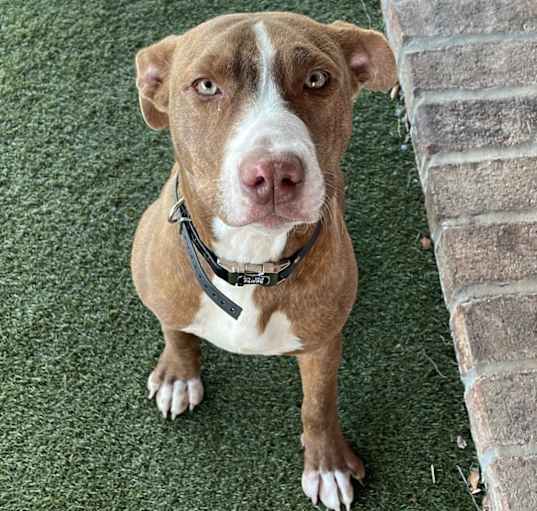 Photo of Buddy