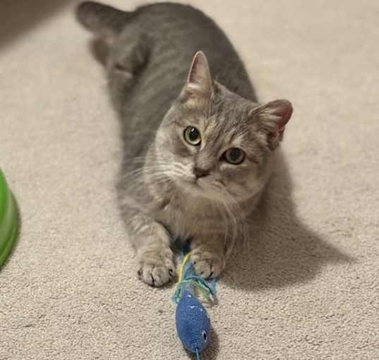 Photo of Chica