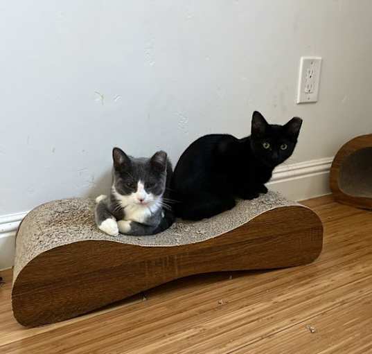 Photo of Bug & Raven - bonded siblings