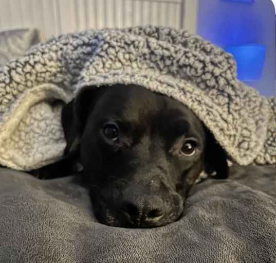 Photo of Alfie