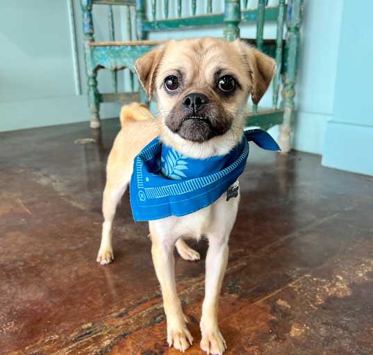 Photo of Pugsley