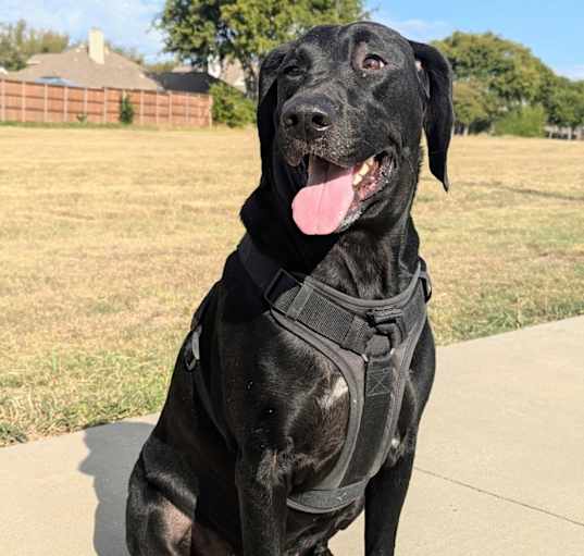 Photo of Roxie