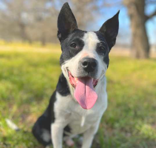 Photo of Buzz
