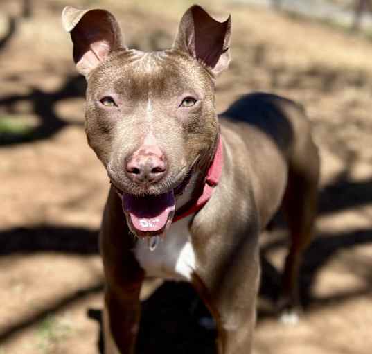 Photo of Pippa