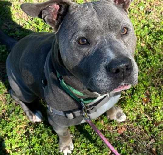 Photo of Duke