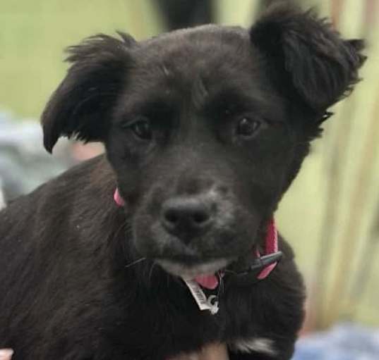 Photo of Raven