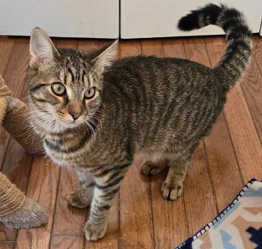 Photo of Custard