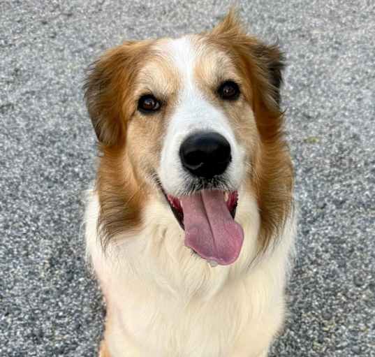 Photo of Dexter