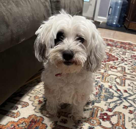 Photo of Muneca