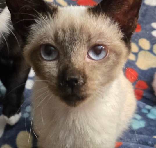 Photo of Jasmine