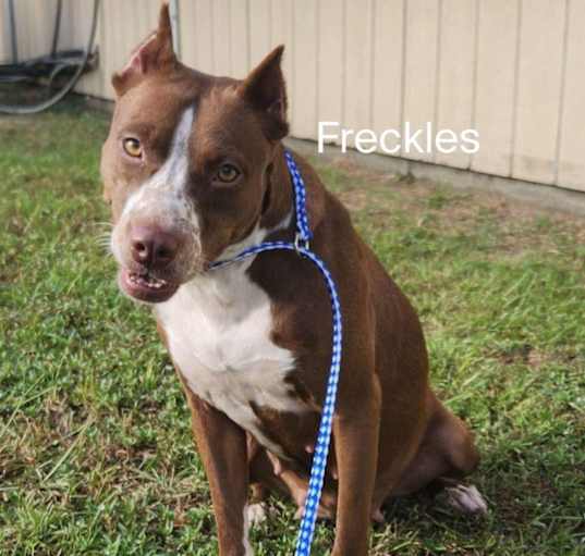 Photo of Freckles