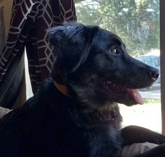Photo of Phoebe