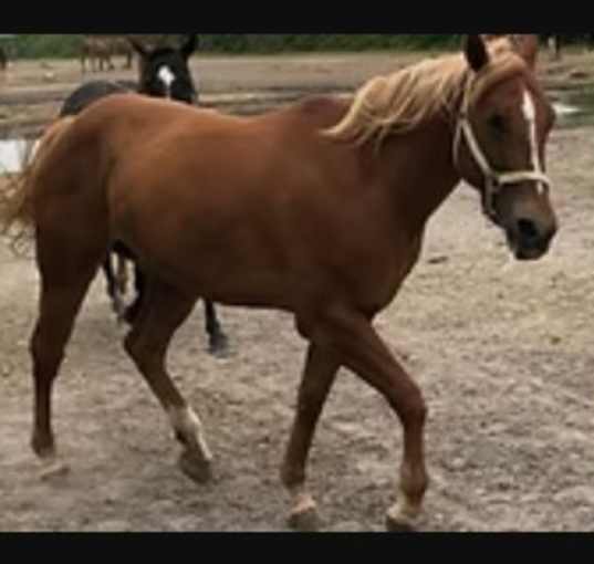 Photo of Shamrock