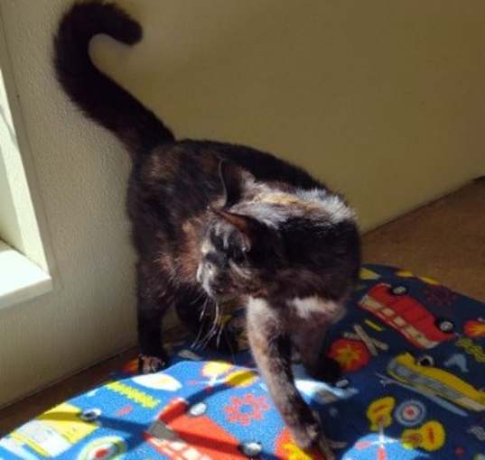 Photo of Daffney