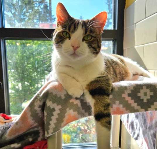 Photo of Maximus