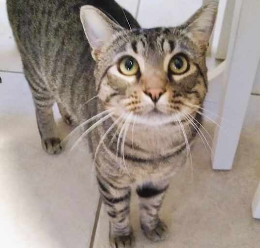 Photo of ROVER (super loving)
