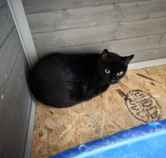 Photo of Jett