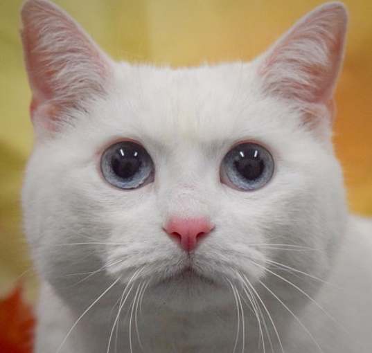 Photo of Elsa