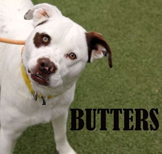 Photo of Butters