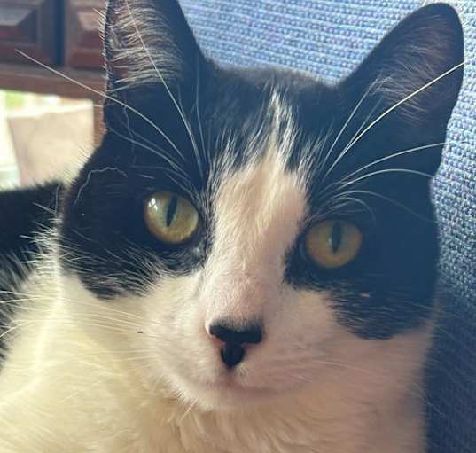 Photo of NOSY -Offered by Owner