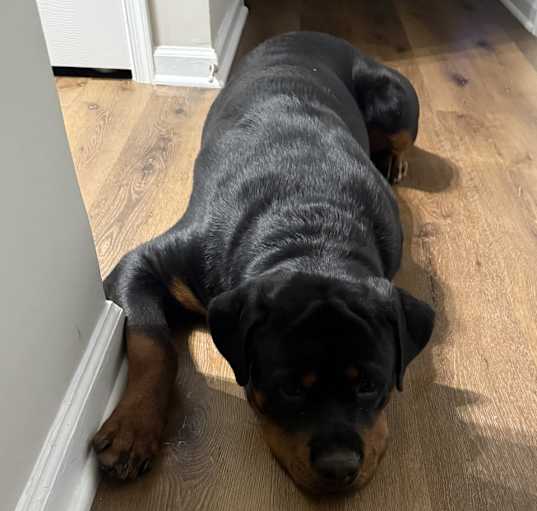 Photo of Taz