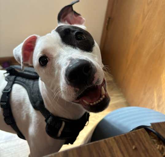Photo of Laika
