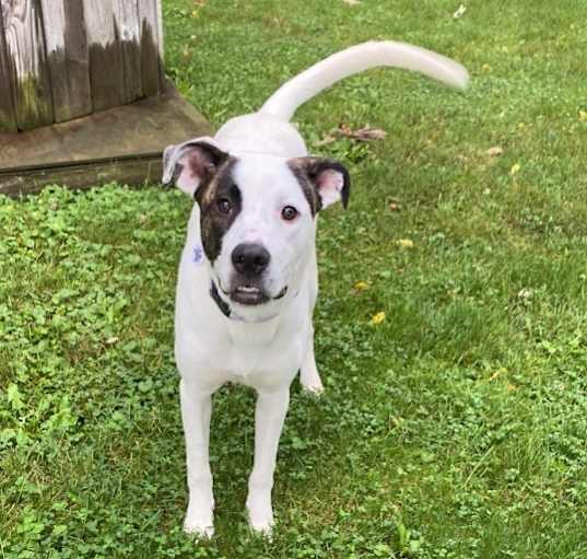 Photo of Pepper