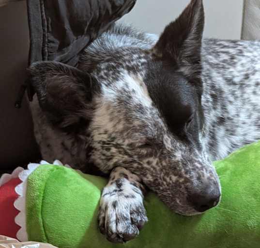 Photo of Poppy