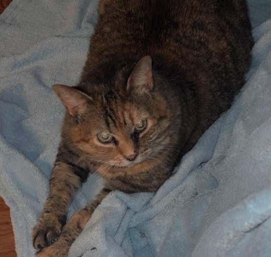 Photo of Josie