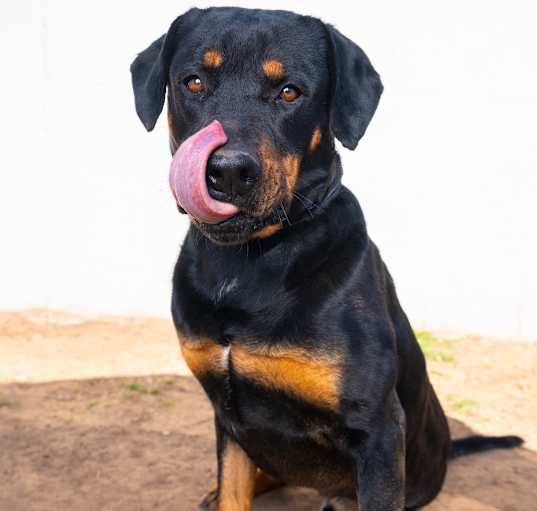 Photo of Rowdy